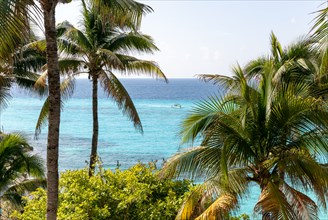 Palm trees at Garrafon Natural Reef park, Isla Mujeres, Caribbean Coast, Cancun, Quintana Roo,