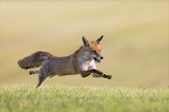 Red fox (Vulpes vulpes) running with caught mouse prey in mouth through freshly mowed meadow, cut