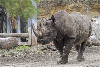 Black rhinoceros, black rhino, hook-lipped rhinoceros (Diceros bicornis) in zoo, native to eastern