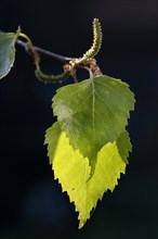 Silver birch (Betula pendula) leaves in spring