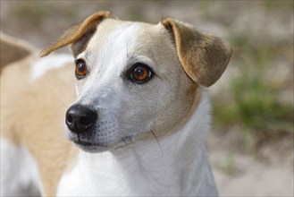 Dog, Jack Russell Terrier, Dog breed, Domestic dog (Canis lupus familiaris), Portrait,