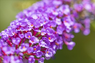 Butterfly bush (Buddleja), purple, close-up of flowers, Ternitz, Lower Austria, Österre