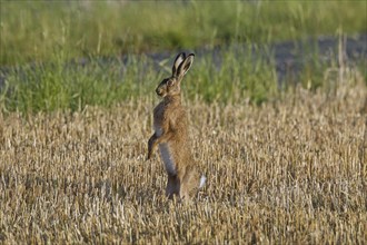 Alert European brown hare (Lepus europaeus) standing upright in stubblefield