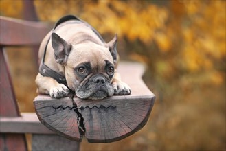 Adorable small French Bulldog dog with sad eyes lying on bench with blurry trees with orange autumn