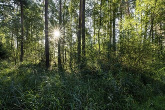 Mixed forest, Sonnenstern, Barnbruch Forest nature reserve, Lower Saxony, Germany, Europe