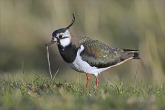 Northern lapwing (Vanellus vanellus) male foraging in meadow and eating earthworm, worm in spring