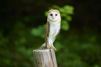 Common barn owl (Tyto alba), sitting on wooden pole, Bohemian Forest, Czech Republic, Europe