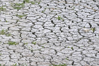 New shoots of plants in dry cracked clay mud in dried up lake bed caused by prolonged drought in