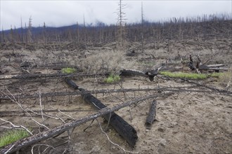 New grass shoots growing on scorched earth among charred tree trunks after wildfire, Jasper