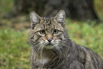 European wildcat (Felis silvestris silvestris) close up portrait in forest