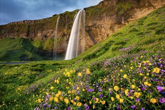 Waterfall with flower meadow at midnight sun, summer, Seljalandsfoss, South Iceland, Iceland,