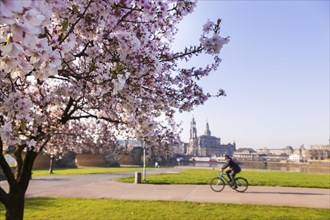 Spring on the Königsufer in Dresden