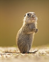 European ground squirrel (Spermophilus citellus) young, looking out, standing upright, curious and