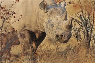 White Rhinoceros, Square-lipped rhinoceros (Ceratotherium simum) chewing branch of thorn-bush,