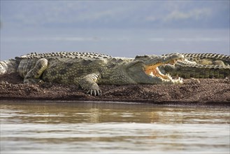 Nile crocodiles (Crocodylus niloticus) at Lake Chamo, Chamo Hayk in Southern Nations, Nationalities