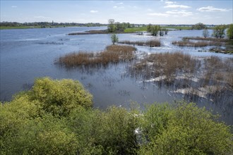 Elbe meadows, floodplain landscape, UNESCO Biosphere Reserve ELBE River Landscape, back of Dömitz,