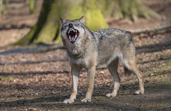 Gray wolf (Canis lupus) yawning, dentition is visible, captive, Germany, Europe