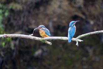 Common kingfisher (Alcedo atthis), Germany, Europe