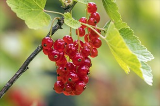 Red currant (Ribes rubrum), fruit, Baden-Wuerttemberg, Deutschlad