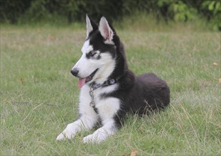 Siberian Husky female (Canis lupus familaris), 5 months, lying on a meadow, North Rhine-Westphalia,