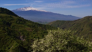 Spring, green mountainsides, blossoming trees, Etna, snow-capped peak, volcano, Eastern Sicily,