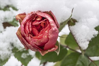 Shrub roses (Rosa) in the snow, Emsland, Lower Saxony, Germany, Europe