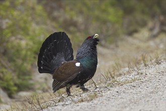 Western Capercaillie (Tetrao urogallus), Wood Grouse, Heather Cock showing courtship display on