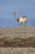 Svalbard Reindeer (Rangifer tarandus platyrhynchus), male, bull with blood-red antlers, tundra in