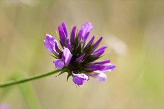 Common asp clover (Bituminaria bituminosa), macro, flower, Zingaro, National Park, Nature Reserve,