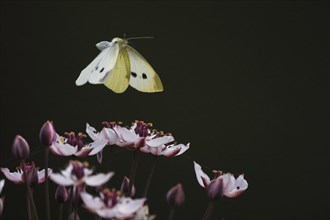 Small white (Pieris rapae) in flight over flowering rush (Butomus umbellatus), Hesse, Germany,