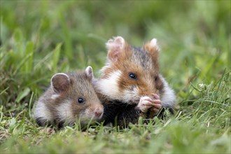 European hamster (Cricetus cricetus) in a meadow, young with mother, Vienna, Austria, Europe