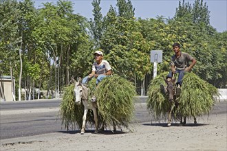 Two Uzbek boys riding donkeys loaded with grass along a mayor highway from Bukhara, Buxoro to