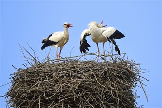 White storks (Ciconia ciconia), greeting at the nest, stork village Linum, Brandenburg, Germany,