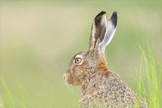 European hare (Lepus europaeus), head portrait, Lake Neusiedl National Park, Seewinkel, Burgenland,