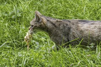 European wildcat (Felis silvestris silvestris), wild cat running in meadow, grassland with killed