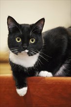 Close up of tuxedo cat, bicolor domestic cat with a white and black coat resting on furniture in