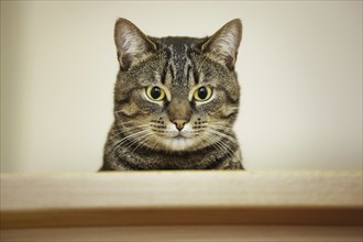 Close up of domestic cat with Mackerel tabby pattern