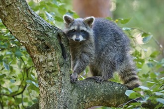 Raccoon (Procyon lotor), climbing curiously on a tree trunk in the forest, Hesse, Germany, Europe