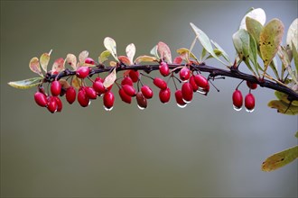 Autumn, After a rain, Barberry with water drops, Germany, Europe