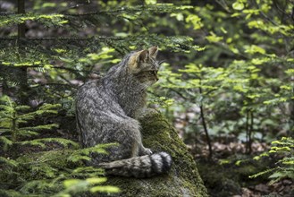 European wild cat (Felis silvestris silvestris) sitting in coniferous forest