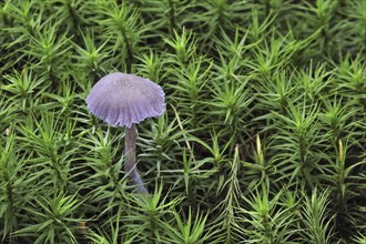 Amethyst deceiver (Laccaria amethystea) fungus amongst moss in autumn forest