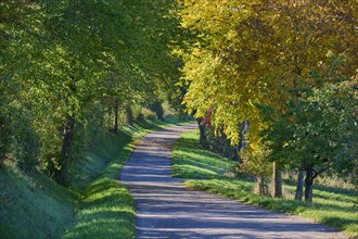 Road, Row of trees, Walnut tree, Morning, Autumn, Beeches, Odenwald, Baden-Württemberg, Germany,