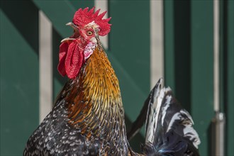 Crowing cock in front of a fence (Gallus gallus domesticus), Close up, Mecklenburg-Western