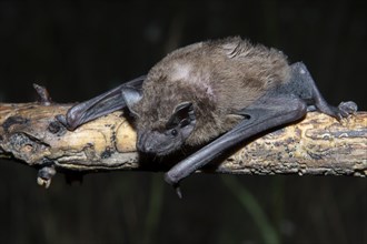 Greater evening bat (Nyctalus Abendsegler) juvenile on a branch, Brandenburg, Germany, Europe