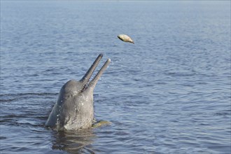 Hunting Amazon River Dolphin or Pink Amazon Dolphin (Inia geoffrensis), Rio Negro, Manaus, Amazonia