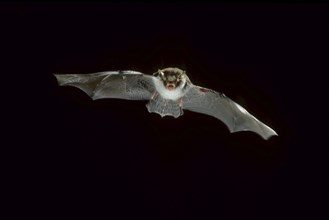 Franjestaart vliegend, België Natterer's bat (Myotis nattereri) in flight at night, Belgium, Europe