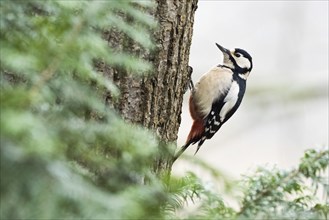 Great spotted woodpecker (Dendrocopos major) on tree trunk, Hesse, Germany, Europe