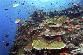 Sloping reef top, strong current, many different fish, corals and invertebrates, Great Barrier