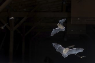 Common pipistrelle (Pipistrellus pipistrellus), swarming in the attic shortly in front of going