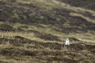 Mountain hare (Lepus timidus), Alpine hare, snow hare in white winter pelage foraging in heathland